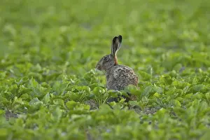 European brown hare (Lepus europaeus) adult animal in a sugar beet crop farmland field in summer