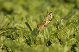 European brown hare (Lepus europaeus) adult animal in a sugar beet crop farmland field in summer