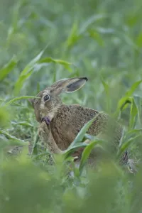 European brown hare (Lepus europaeus) adult animal washing its foot in a farmland maize field
