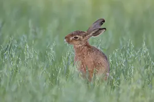 European brown hare (Lepus europaeus) adult feeding in a farmland oat field