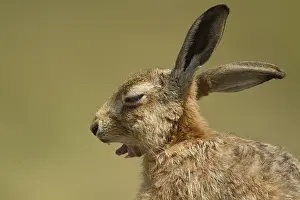 European brown hare (Lepus europaeus) adult sleepy animal yawning