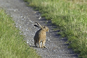 European Brown Hare (Lepus europaeus) sitting on path in field