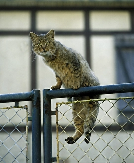 European Brown Tabby Domestic Cat