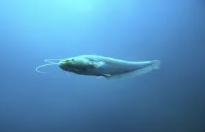 European Catfish, Austria (Silurus glanis)