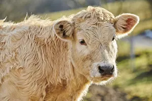European cattle (Bos primigenius taurus)