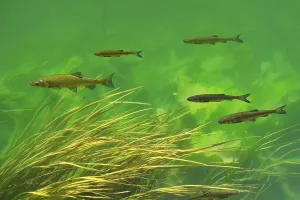 European Chub (Leuciscus cephalus)