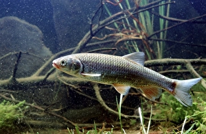 European Chub (Leuciscus cephalus)