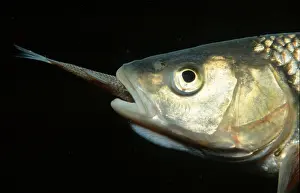 European chub (Leuciscus cephalus)