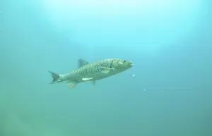 European chub (Leuciscus cephalus)