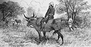 European colonial lord on a hunt riding an ox in the tree savannah, rifle over shoulder, Native colonialism, Travelling, Senegal, historical illustration 1886, Africa