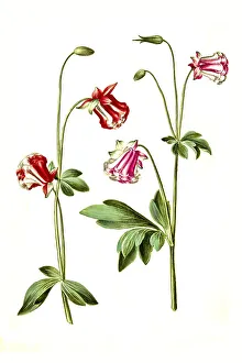 European columbine (Aquilegia vulgaris)