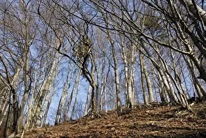 European- or Common Beech trees (Fagus sylvatica) in autumn
