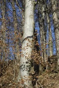 European- or Common Beech trees (Fagus sylvatica) in autumn