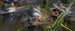 European common frogs, brown frogs and grass frog pairs (Rana temporaria) in amplexus gathering in pond during spawning