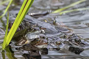 European common frogs, brown frogs and amplexed grass frog pair (Rana temporaria) gathering in pond during the spawning