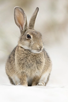 European or common rabbit (Oryctolagus cuniculus)