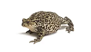 European common toad walking, Bufo bufo