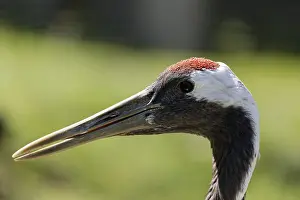 European Crane (Grus grus), portrait