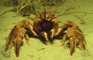 European Crayfish (Astacus astacus)