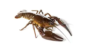 European crayfish or Broad-fingered crayfish