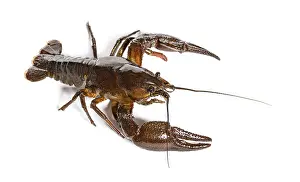 European crayfish or Broad-fingered crayfish