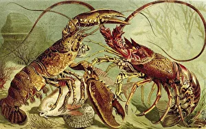 European crayfish (Homarus) gammarus and Caribbean crayfish (Panulirus argus)