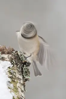 European Crested Tit (Lophophanes cristatus)