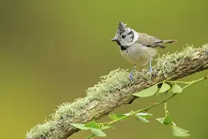 European Crested Tit (Lophophanes cristatus) perched on lichen branch