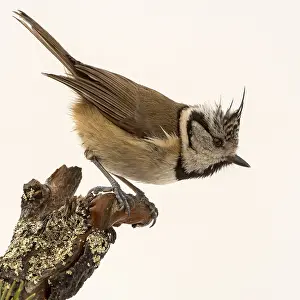 European Crested Tit (Parus cristatus)