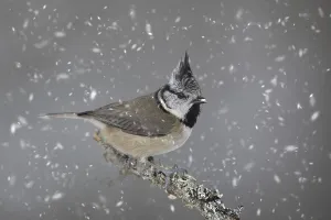 European crested tit (Parus cristatus) perched in tree during snowfall in winter