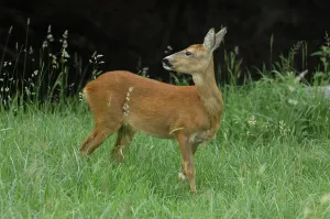 European Deer (Capreolus capreolus) in Summer