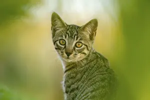 European domestic cat, portrait