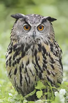 European Eagle Owl (Bubo bubo)