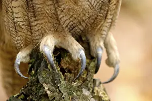 Category Wildlife DE Prints: European eagle owl (Bubo bubo)