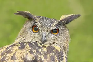 European Eagle Owl (Bubo bubo)