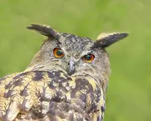 European Eagle Owl (Bubo bubo)