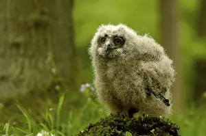 Category Wildlife DE Prints: European eagle owl (Bubo bubo), chicks