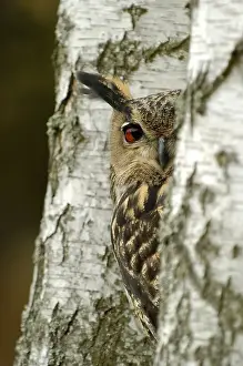 Category Wildlife DE Prints: European eagle owl (Bubo bubo), hidden