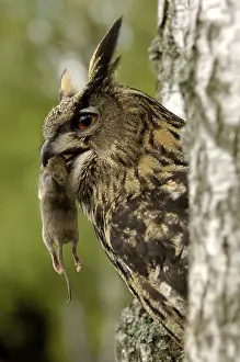 Category Wildlife DE Prints: European eagle owl (Bubo bubo) with prey