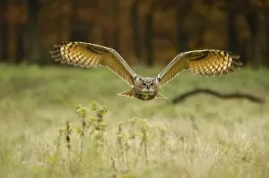 Category Wildlife DE Prints: European eagle owl (Bubo bubo), releasable