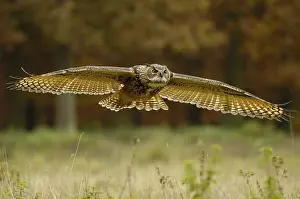 European eagle owl (Bubo bubo), releasable