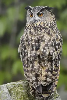 European eagle owl (Bubo bubo) sitting on a stone