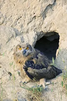 European Eagle-Owl, young bird in front of breeding cavity