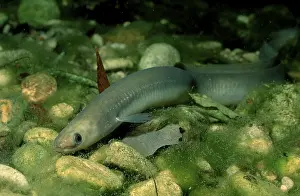 European Eel (Anguilla anguilla), Bavaria, Germany
