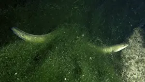A European eel (Anguilla anguilla) hides between green algae in dark water