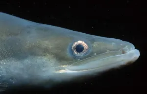 European Eel, Rhine, European river eel (Anguilla anguilla)