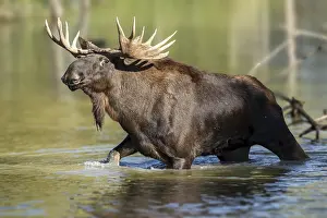 European elk (Alces alces), bull during the rut in a pond