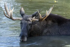 European elk (Alces alces), bull during the rut in a pond