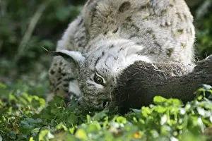 European eurasian lynx (felis lynx)