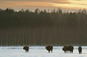 European european bison (Bison bonasus)